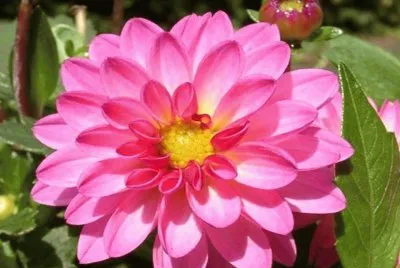 Dahlia Dahlstar Sunset Pink - MÃ©xico