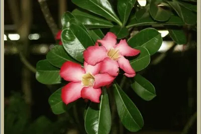 Flor de Mayo - CentroamÃ©rica