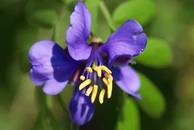 Flor Solitaria de GuayacÃ¡n - MÃ©xico