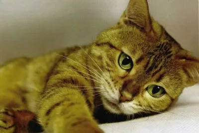 gatet