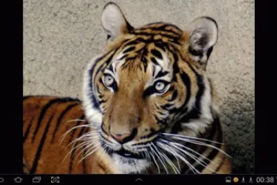 big cat 11