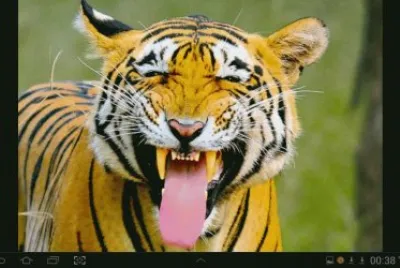 big cat 12