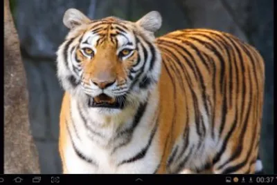 big cat 13