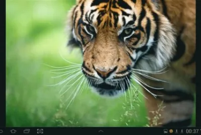 big cat 14