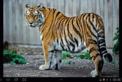 big cat 15