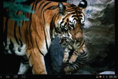 big cat 16