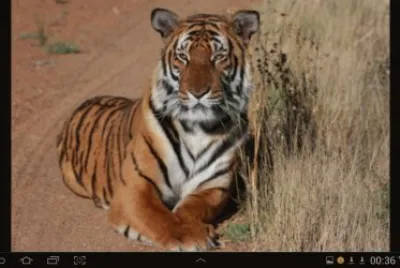 big cat 17