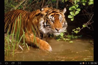 big cat 18
