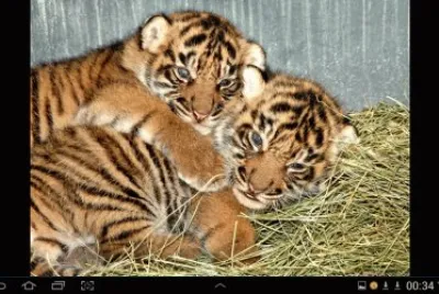 big cat 19