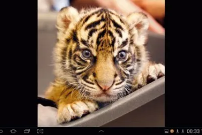 big cat 20