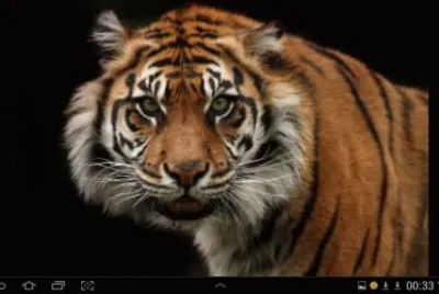 big cat 21