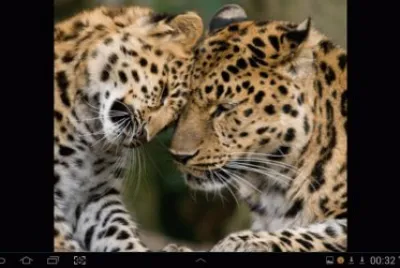 big cat 22