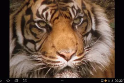 big cat 23
