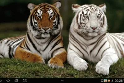 big cat 24