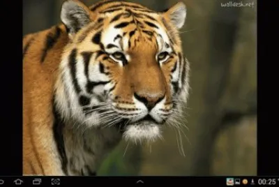 big cat 25