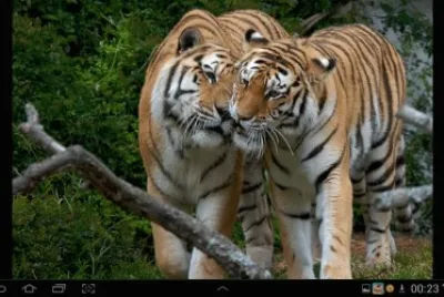 big cat 26