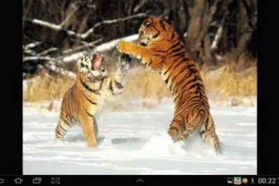 big cat 27
