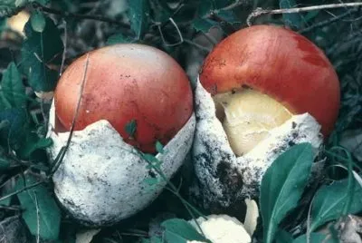 Amanita Cesarea