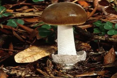 Amanita Constricta
