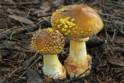 Amanita Francheti