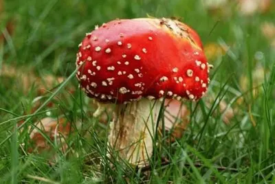 Amanita Muscaria