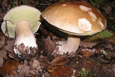 Boletus Edulis