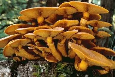 Gymnopilus Spectabilis