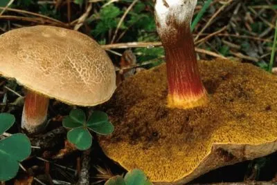 Boletus Chrysenteron