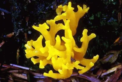 Calocera Viscosa