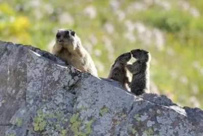Le vere giovani marmotte
