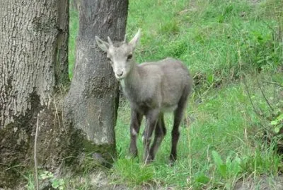 פאזל של Cucciolo in Valle d 'Aosta