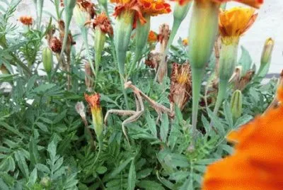 Mantide nei fiori, Ispra