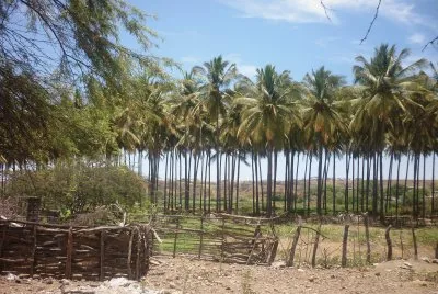 Zapotillo