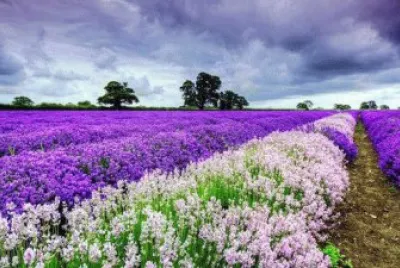 Purple and White Flower Field