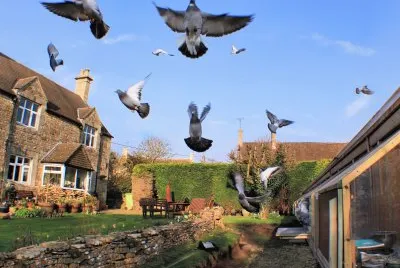 racing pigeons take off jigsaw puzzle