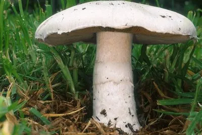 Agaricus Campestris