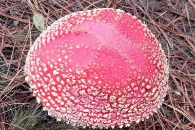 Amanita Muscaria 2