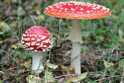 Amanita Muscaria 3