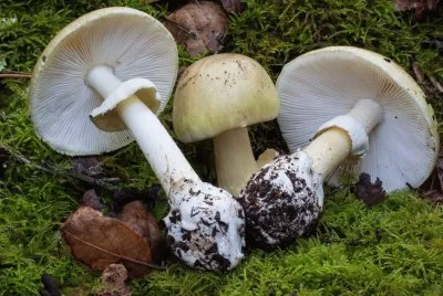 Amanita Phalloides 2