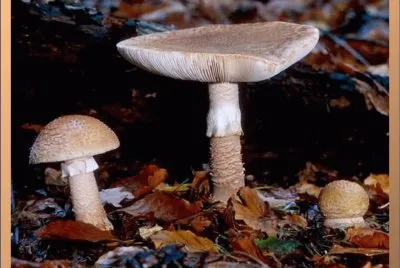 Amanita Rubencens