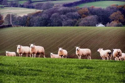 sheep shropshire jigsaw puzzle