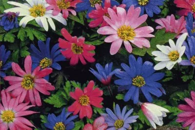 Margarides jigsaw puzzle