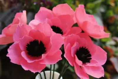 flores