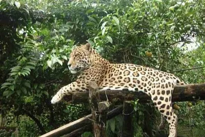 Macas zoo