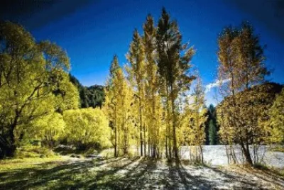פאזל של sunshine through trees