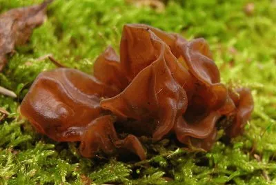 Auricularia Auricula-judae