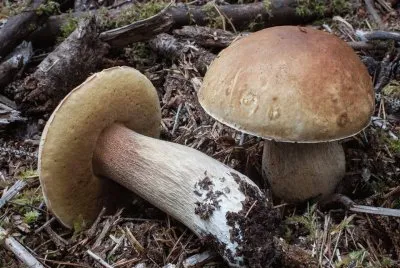 Boletus Edulis var. Grandedulis