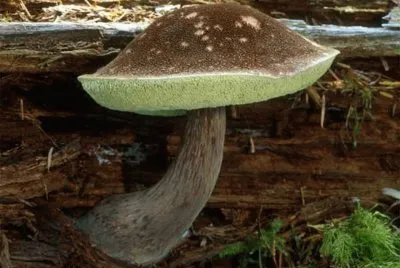 Boletus Mirabilis
