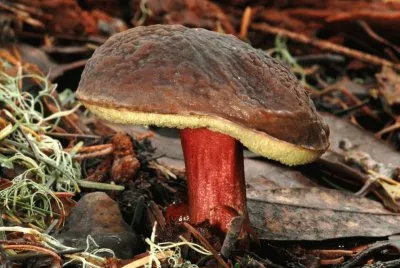 Boletus Zelleri