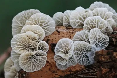 Campanella Caesia